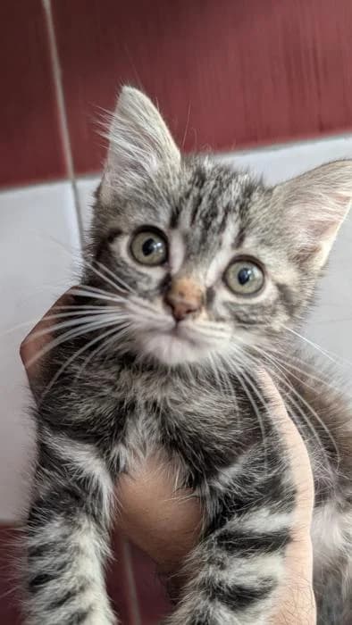 Pam, female puppy European Shorthair for adoption at Keywords