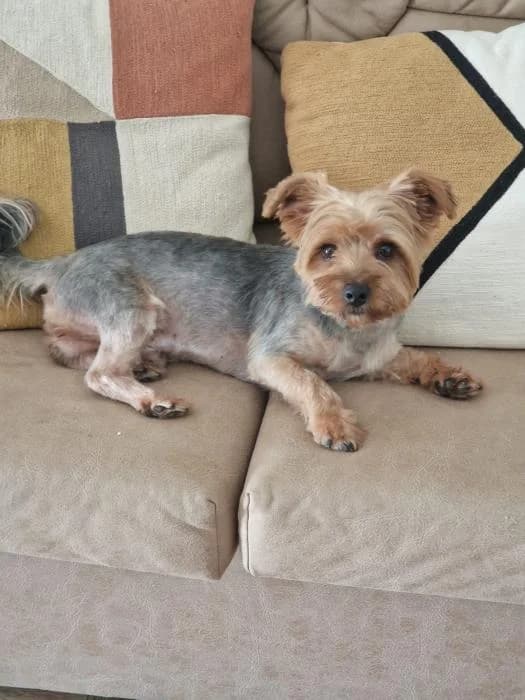 Simba, male puppy Yorkshire Terrier for adoption at Keywords