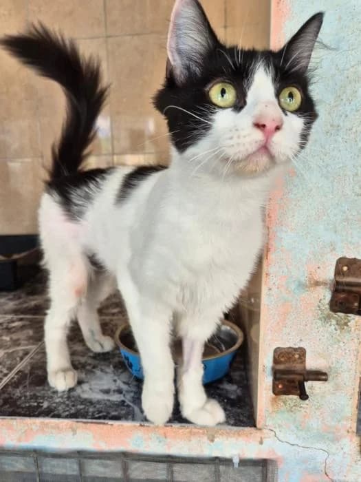 Suky, female puppy European Shorthair for adoption at Keywords