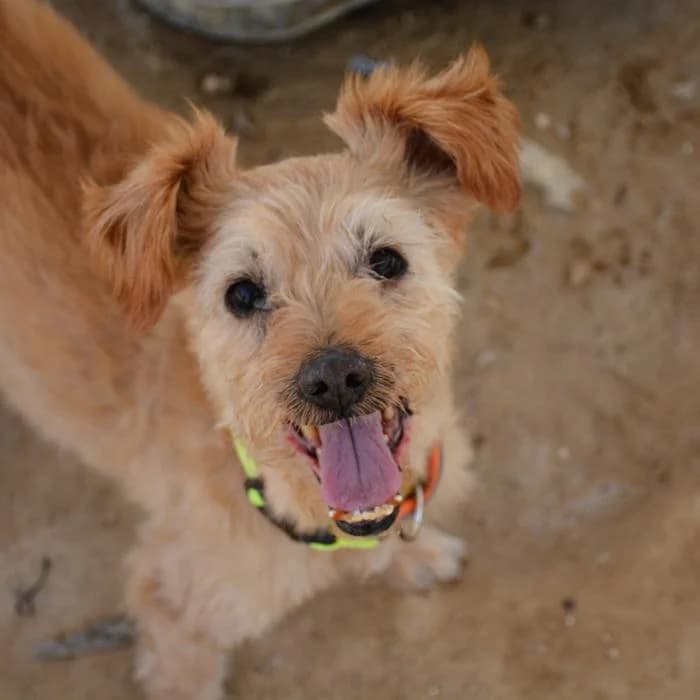 Messi, male puppy Mixed Breed for adoption at Keywords