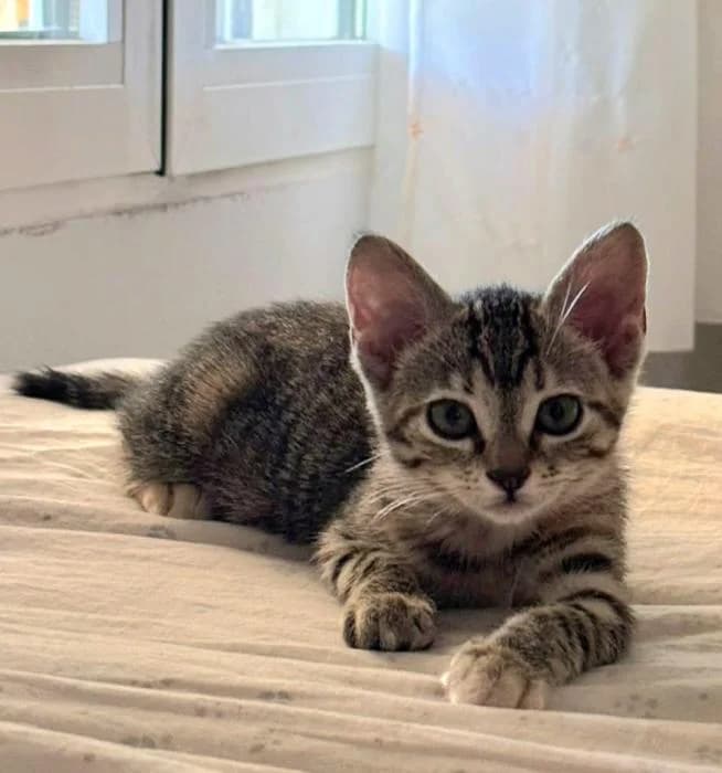 Sakura, female puppy European Shorthair for adoption at Keywords