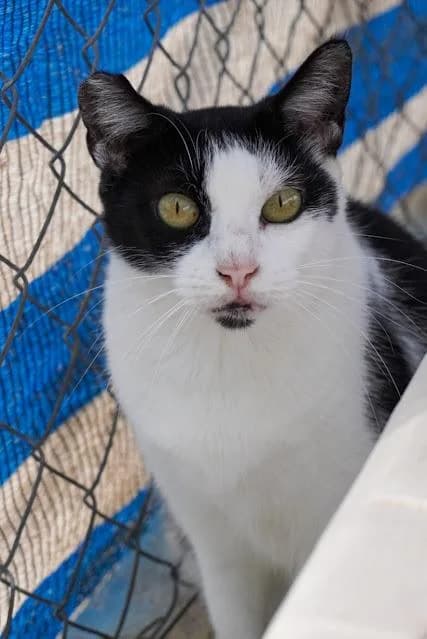 Quica, female puppy European Shorthair for adoption at Keywords