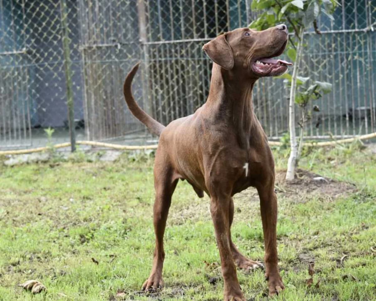 DANGO, male senior Mixed Breed for adoption at ASPACAN