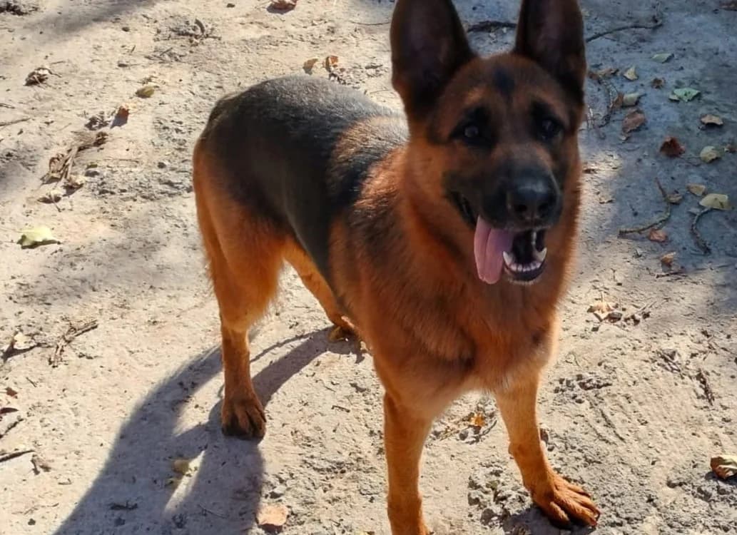 DRACARYS, female young German Shepherd for adoption at ASPACAN