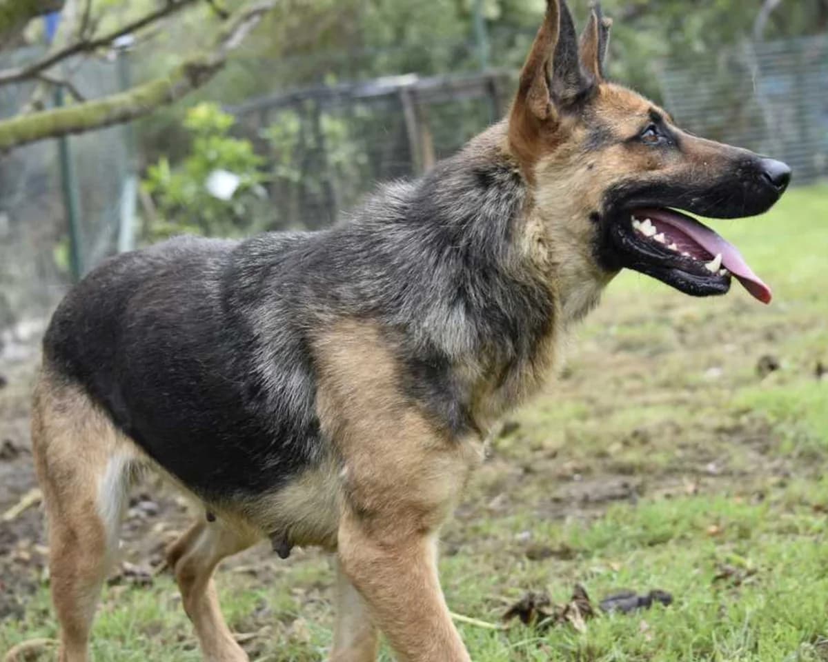 KIARA, female 3yo German Shepherd for adoption at ASPACAN