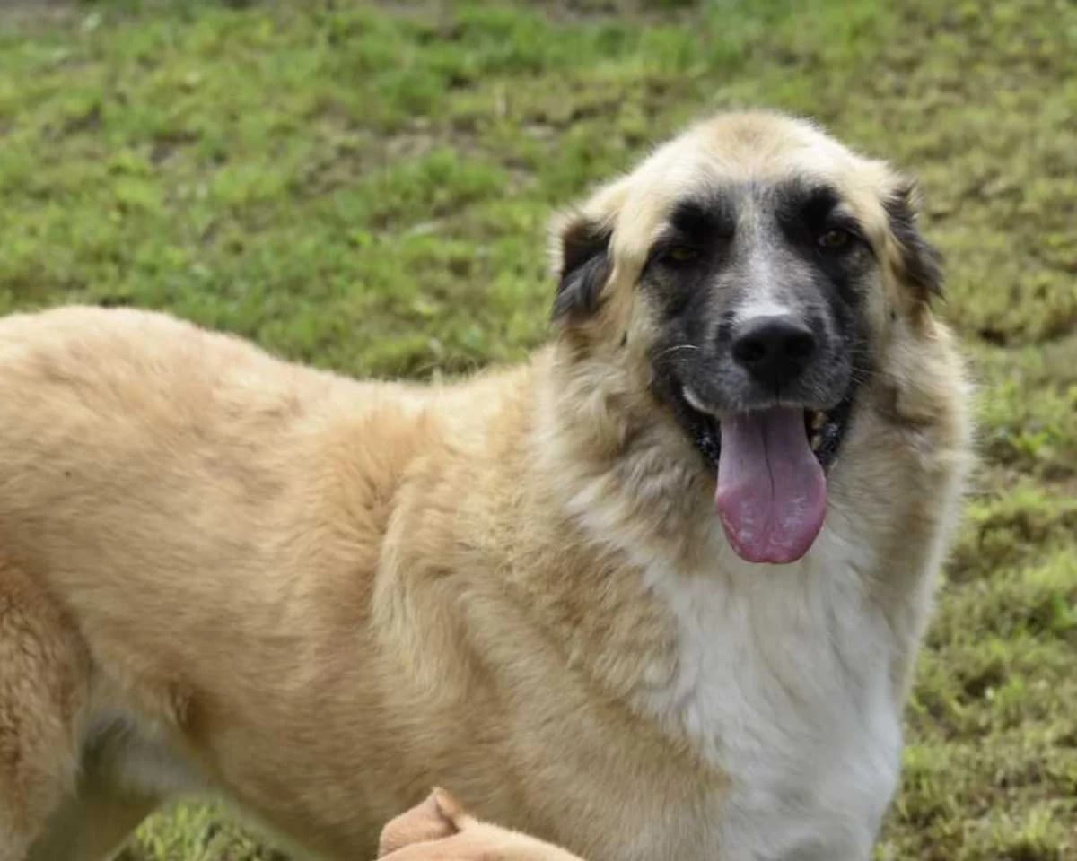 BELLA, female young Mixed Breed for adoption at ASPACAN