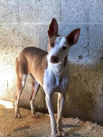 Elektra, female senior Podenco for adoption at ASPA Más que Perros