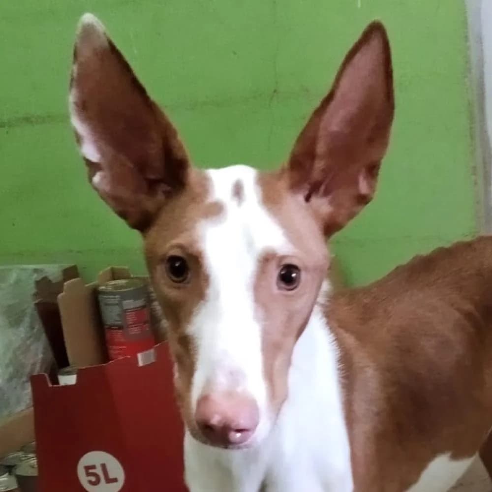 Flaco, male puppy Podenco for adoption at AUPA - Adopta Un Perro Abandonado, Valencia