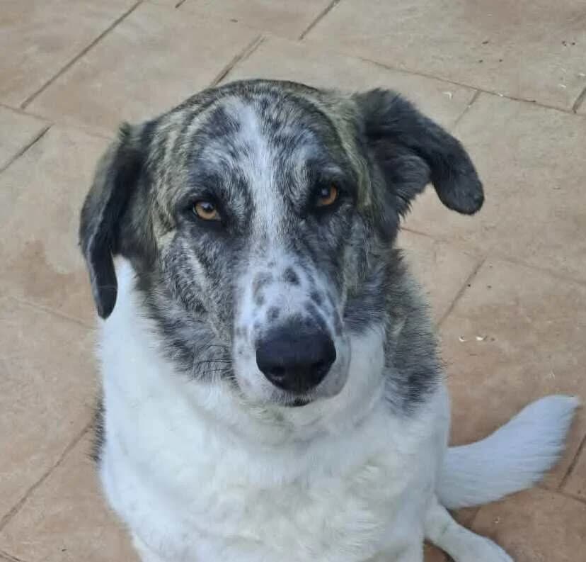 Norma, female 6yo mixed breed for adoption at Axarquia Animal Rescue