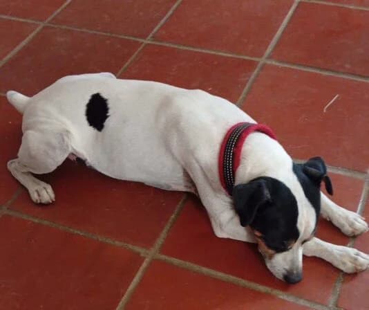 Pookie, male 4yo mixed breed for adoption at Axarquia Animal Rescue