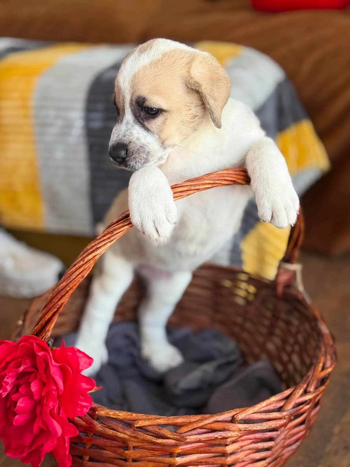 Beatrice, female puppy mixed breed for adoption at Axarquia Animal Rescue