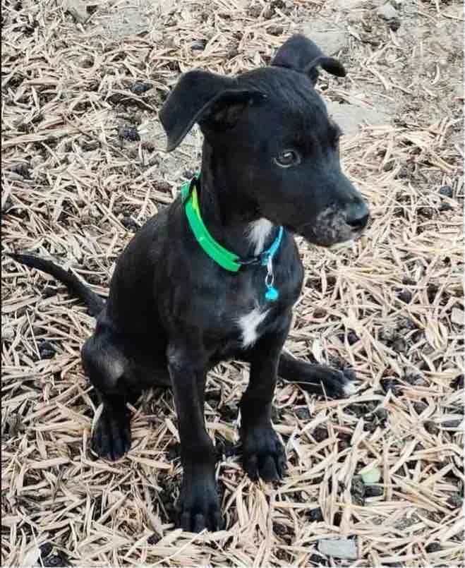 Bob, male puppy Mixed Breed for adoption at Axarquia Animal Rescue
