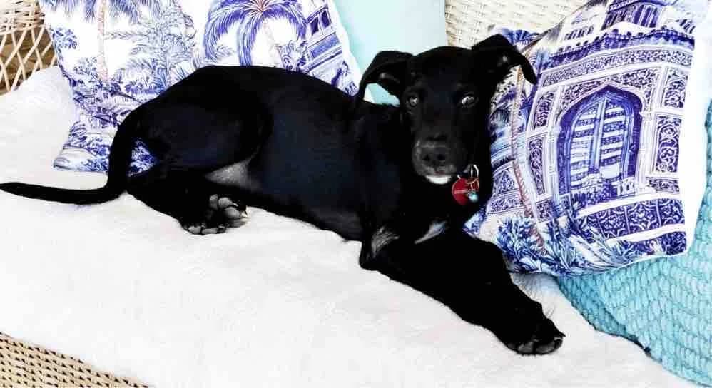 Bob, male puppy Mixed Breed for adoption at Axarquia Animal Rescue