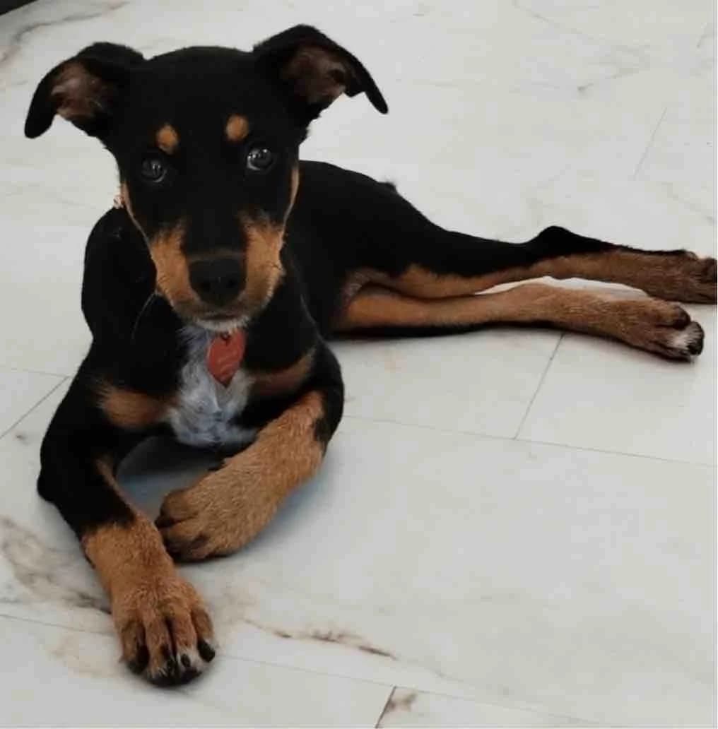 Gracie, female puppy Mixed Breed for adoption at Axarquia Animal Rescue