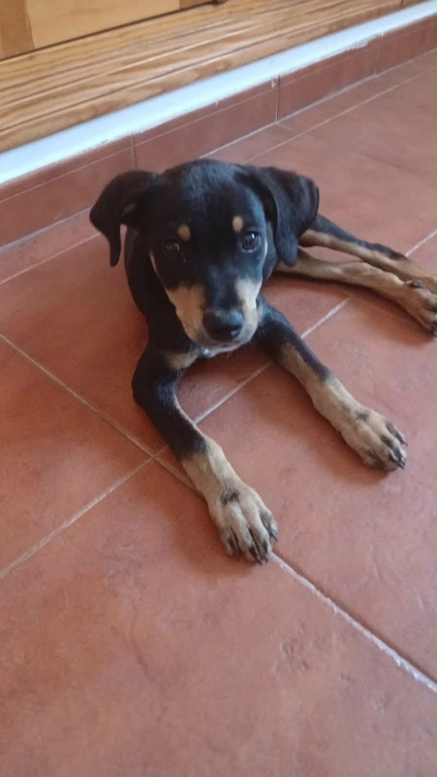 Tyler (was no tail), male puppy Mixed Breed for adoption at Axarquia Animal Rescue