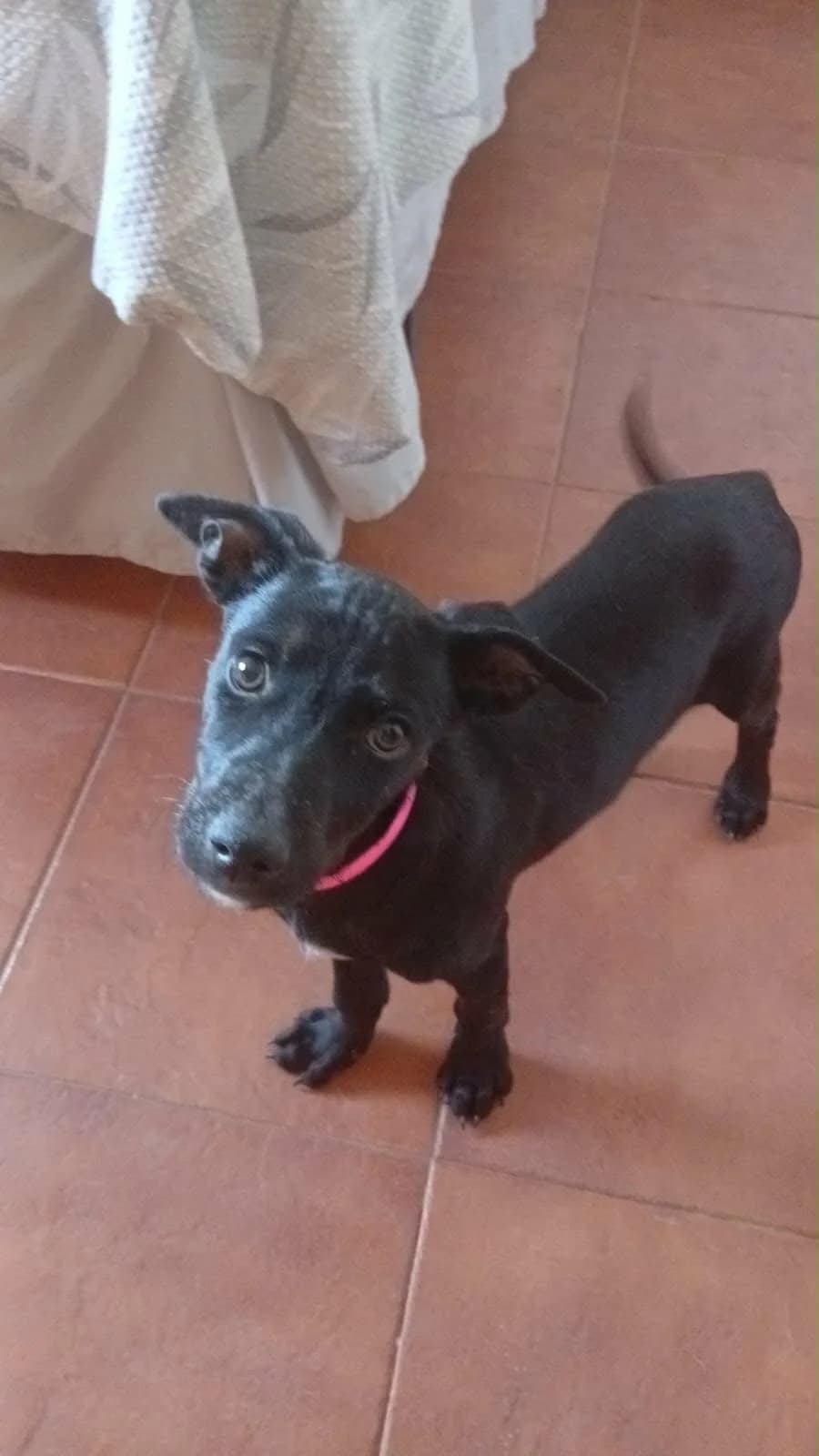 Janet pup 4 - Rosa, male puppy Mixed Breed for adoption at Axarquia Animal Rescue