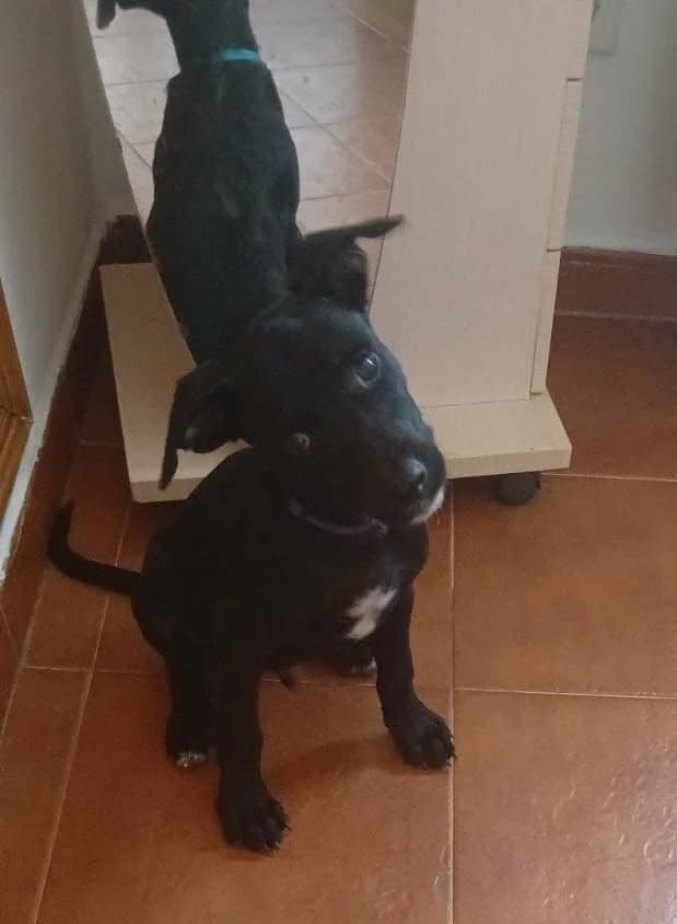 Janet pup 5 - azul, male puppy Mixed Breed for adoption at Axarquia Animal Rescue
