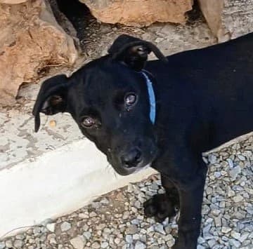 Lenny, male puppy Mixed Breed for adoption at Axarquia Animal Rescue