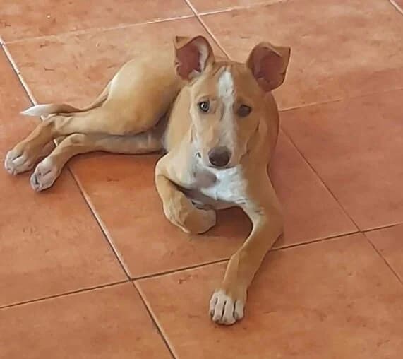 Lucky, male puppy Podenco for adoption at Axarquia Animal Rescue