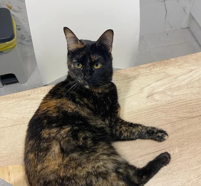 Vlesh, female young European Shorthair for adoption at Ayuda Animal Murcia, Murcia