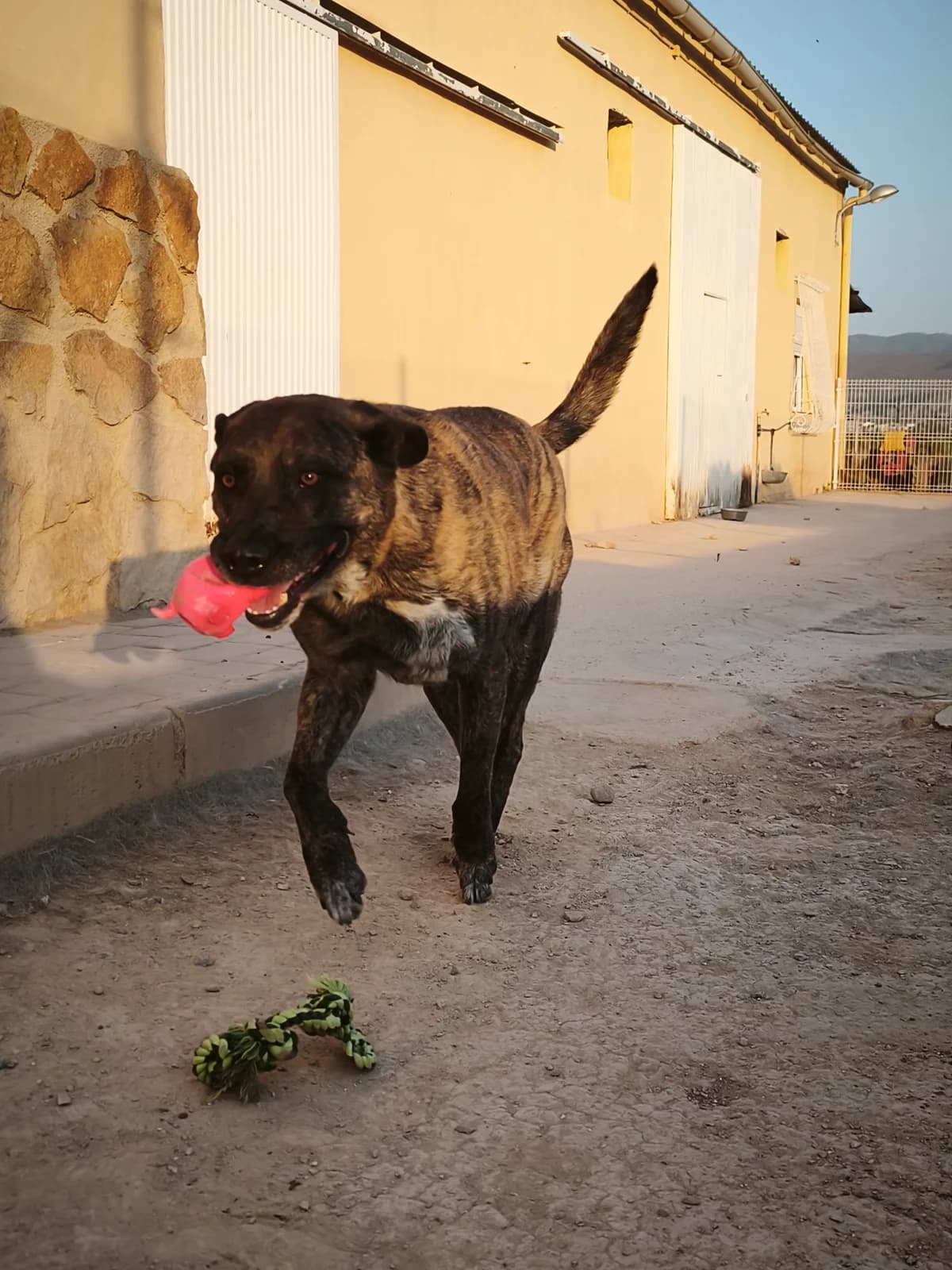 Taisho, male 7yo German Shepherd for adoption at Ayuda Animal Murcia, Murcia