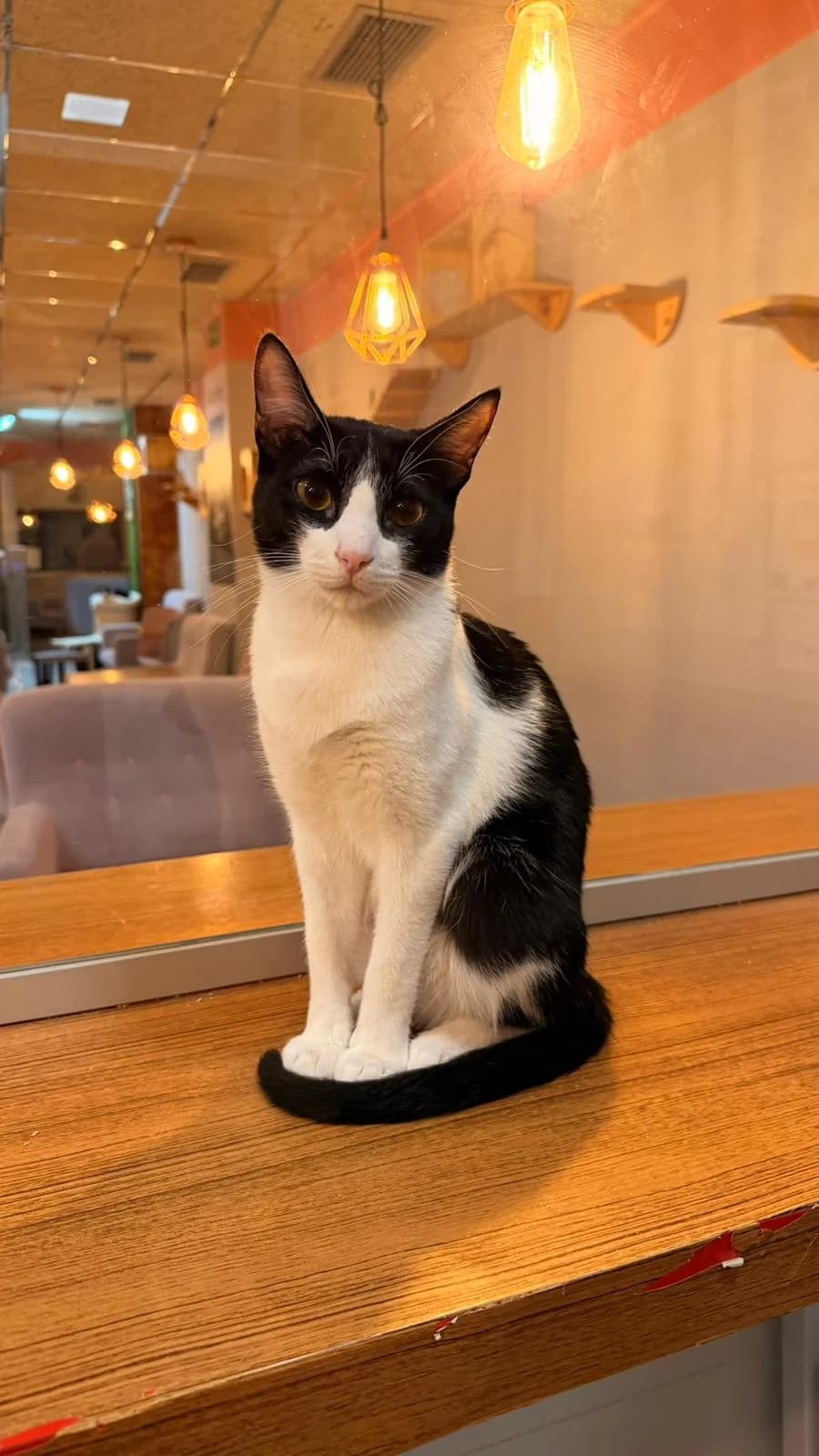 Tintín, male young European Shorthair for adoption at Ayuda Animal Murcia, Murcia