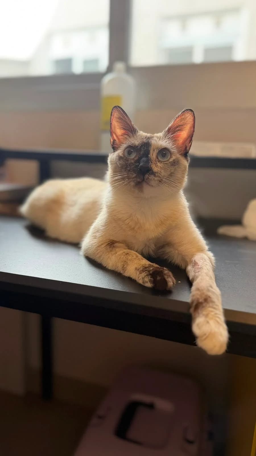 Fresa, female puppy European Shorthair for adoption at Ayuda Animal Murcia, Murcia