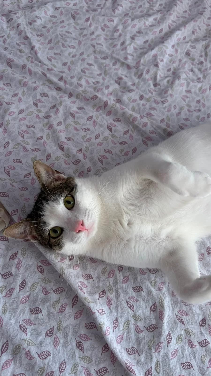 Kai, male young European Shorthair for adoption at Ayuda Animal Murcia, Murcia