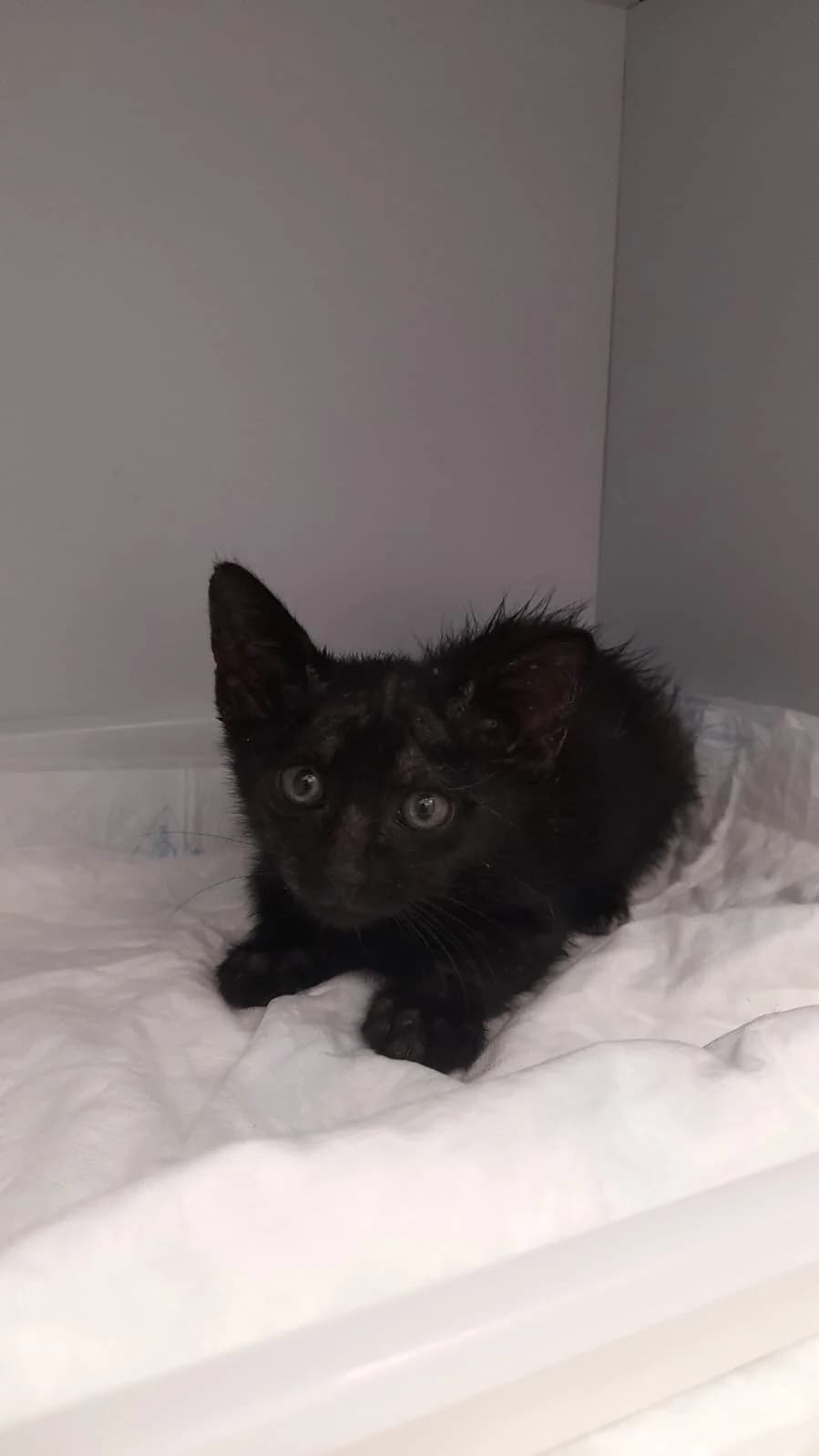 Nox, male puppy European Shorthair for adoption at Ayuda Animal Murcia, Murcia