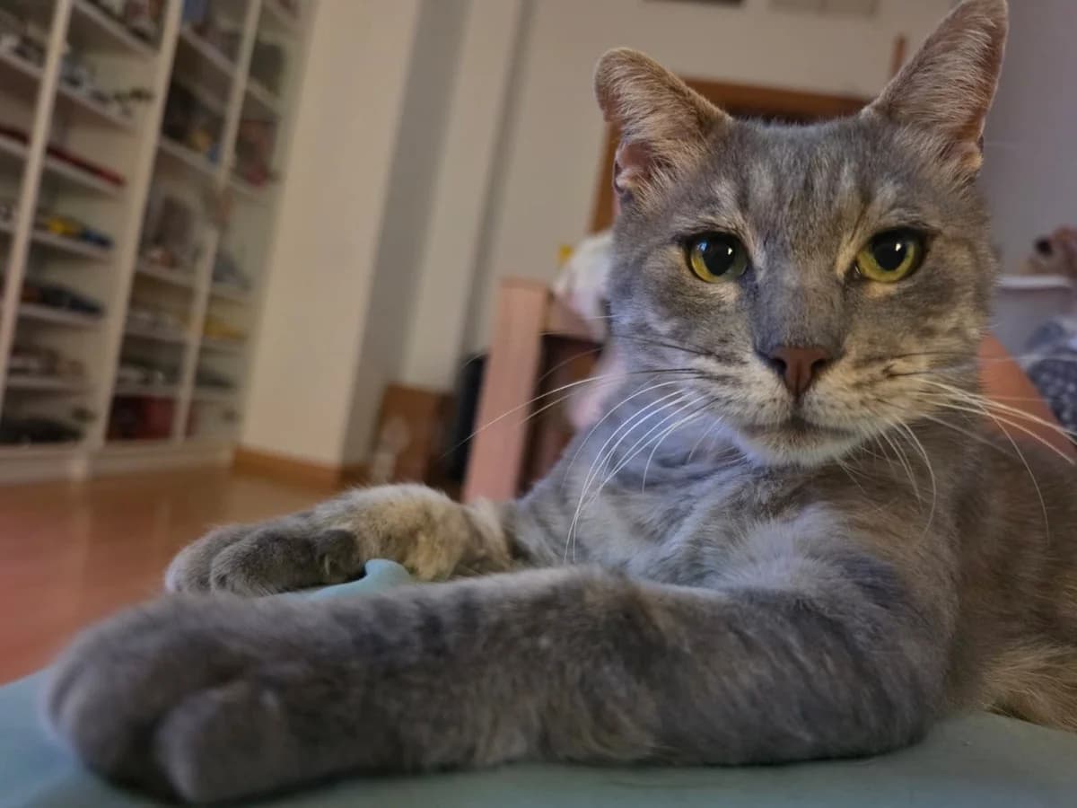 Metal, male 6yo European Shorthair for adoption at Ayuda Animal Murcia, Murcia