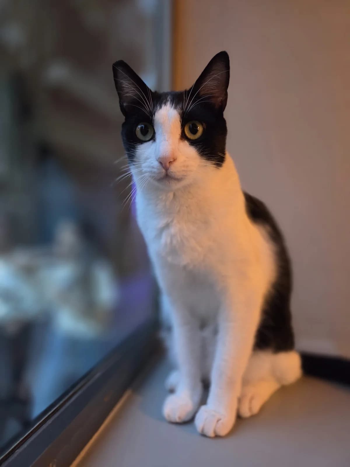Topo, male young European Shorthair for adoption at Ayuda Animal Murcia, Murcia