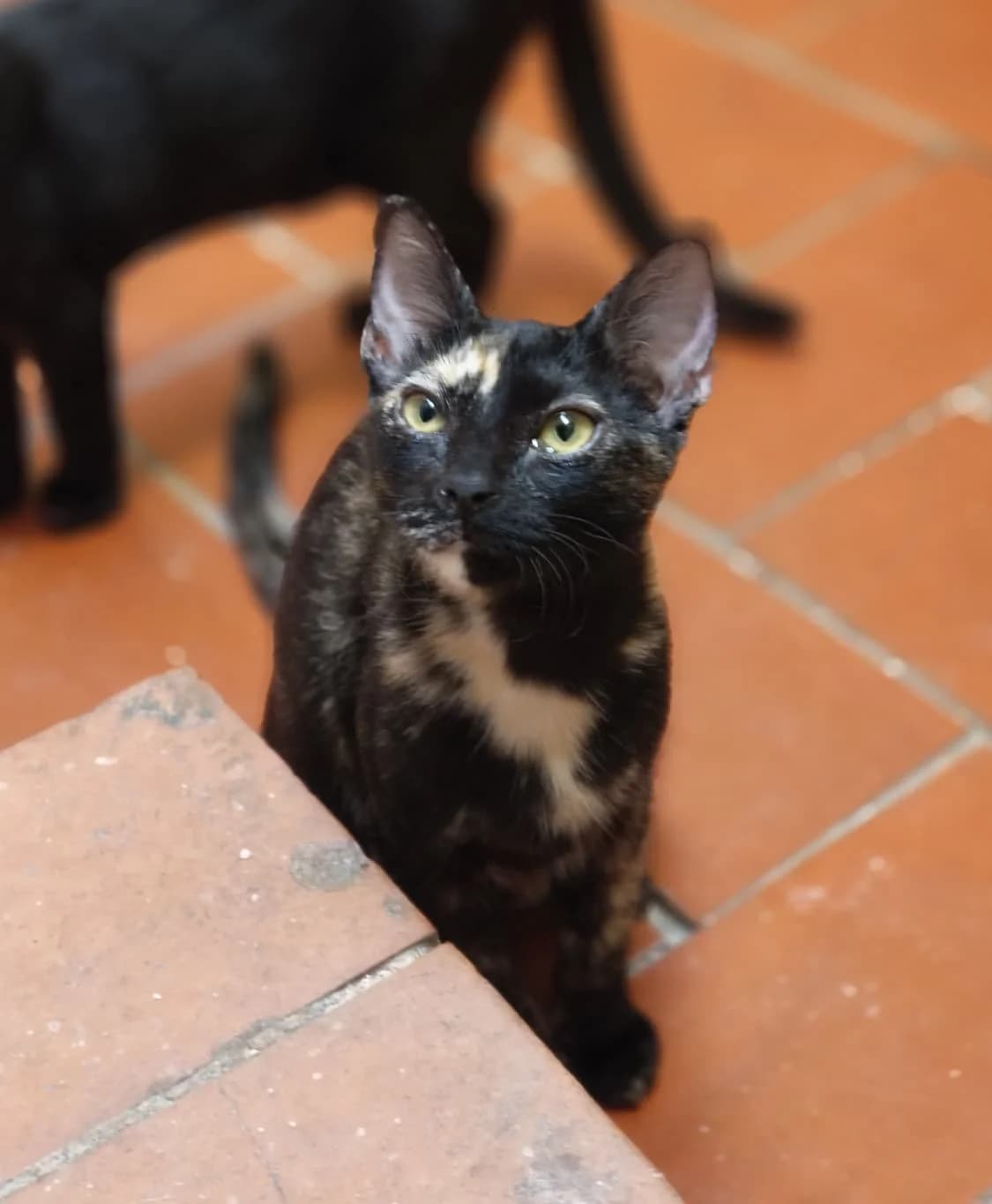 Crispeta (adopció conjunta), female puppy Mixed Breed for adoption at Barcelona Gat i Gos