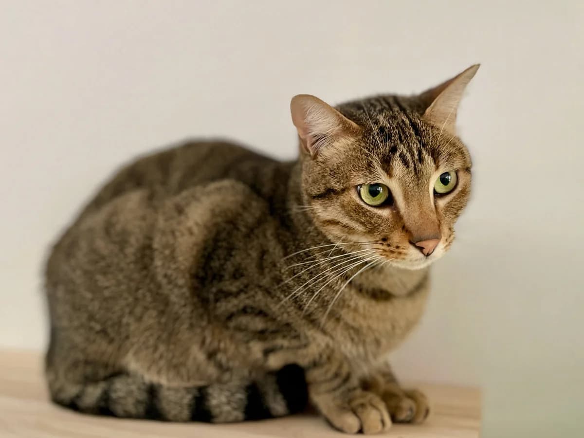 Dicky, male 5yo Mixed Breed for adoption at Barcelona Gat i Gos