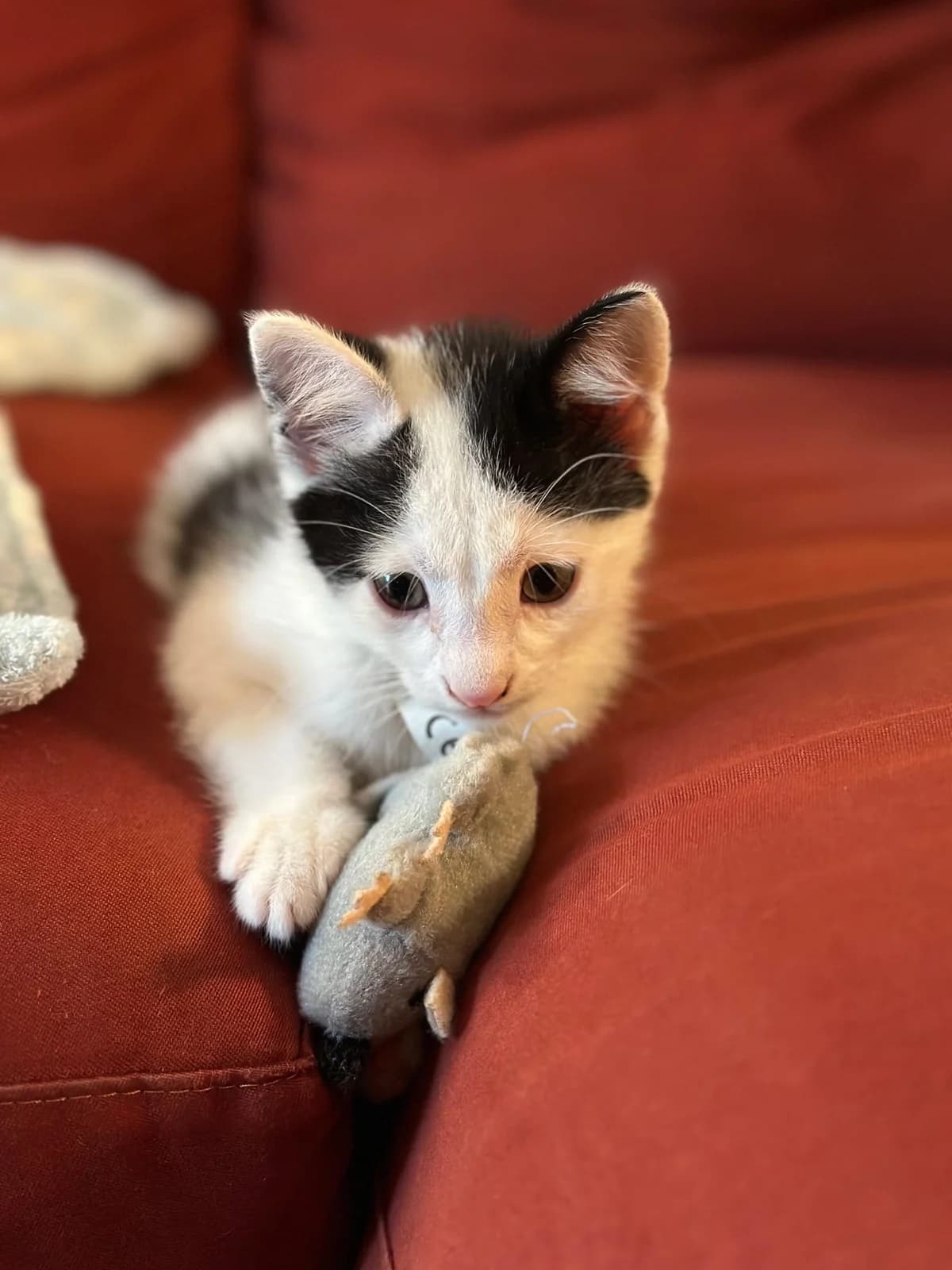 Mushu (adopció conjunta amb mulan), male puppy Mixed Breed for adoption at Barcelona Gat i Gos