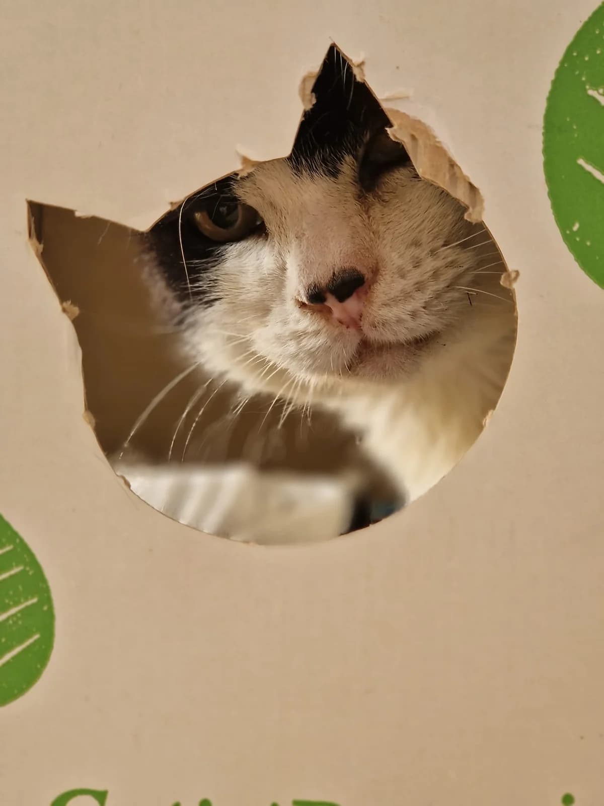 Vaquita, female Mixed Breed for adoption at Barcelona Gat i Gos