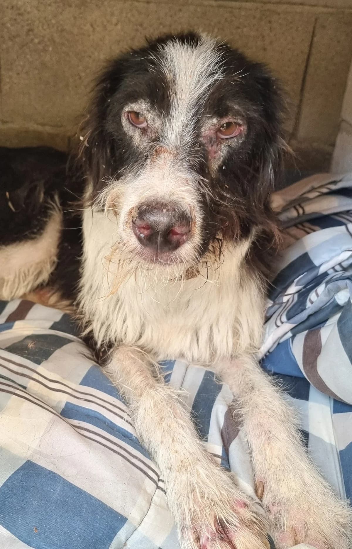 Angel, Mixed Breed for adoption at Barkinside Sanctuary