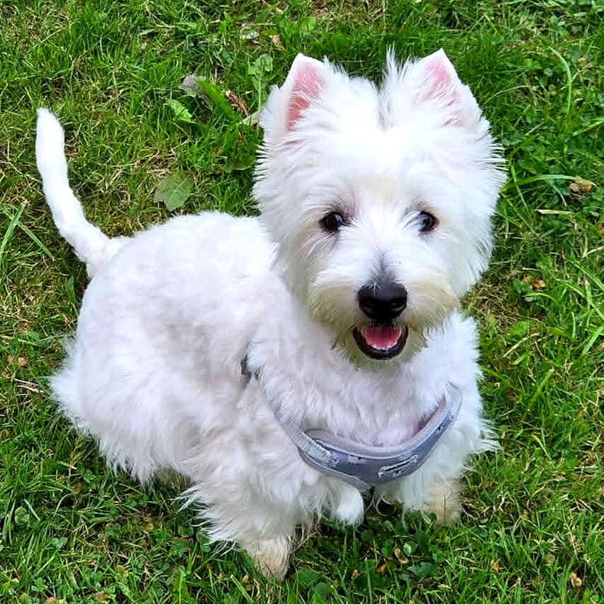 Mika, Mixed Breed for adoption at Barkinside Sanctuary