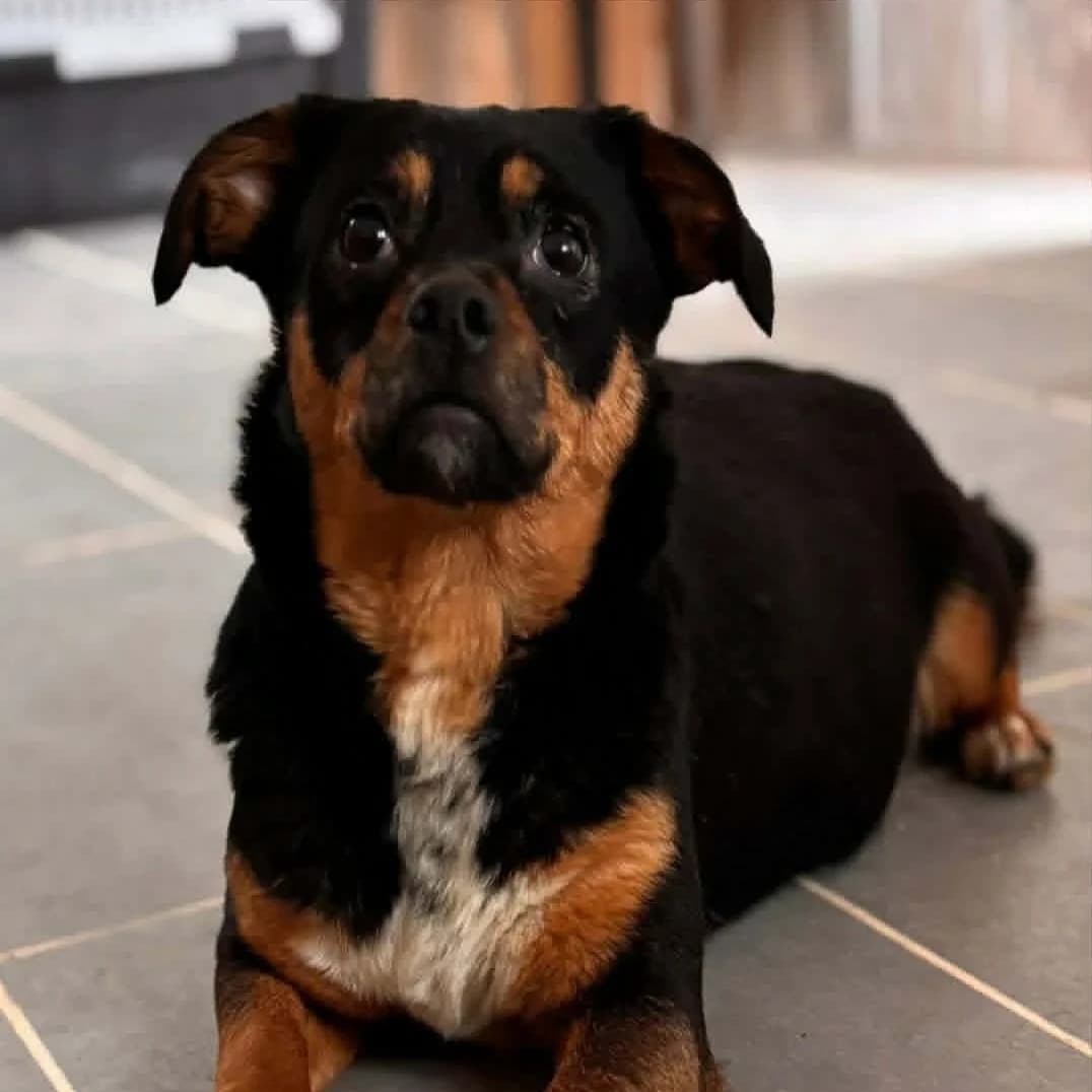 Betsie, female Mixed Breed for adoption at Barkinside Sanctuary