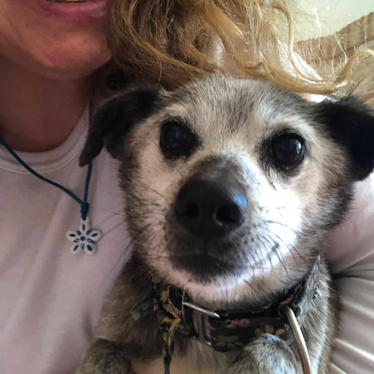 Cora, female senior Mixed Breed for adoption at Barkinside Sanctuary