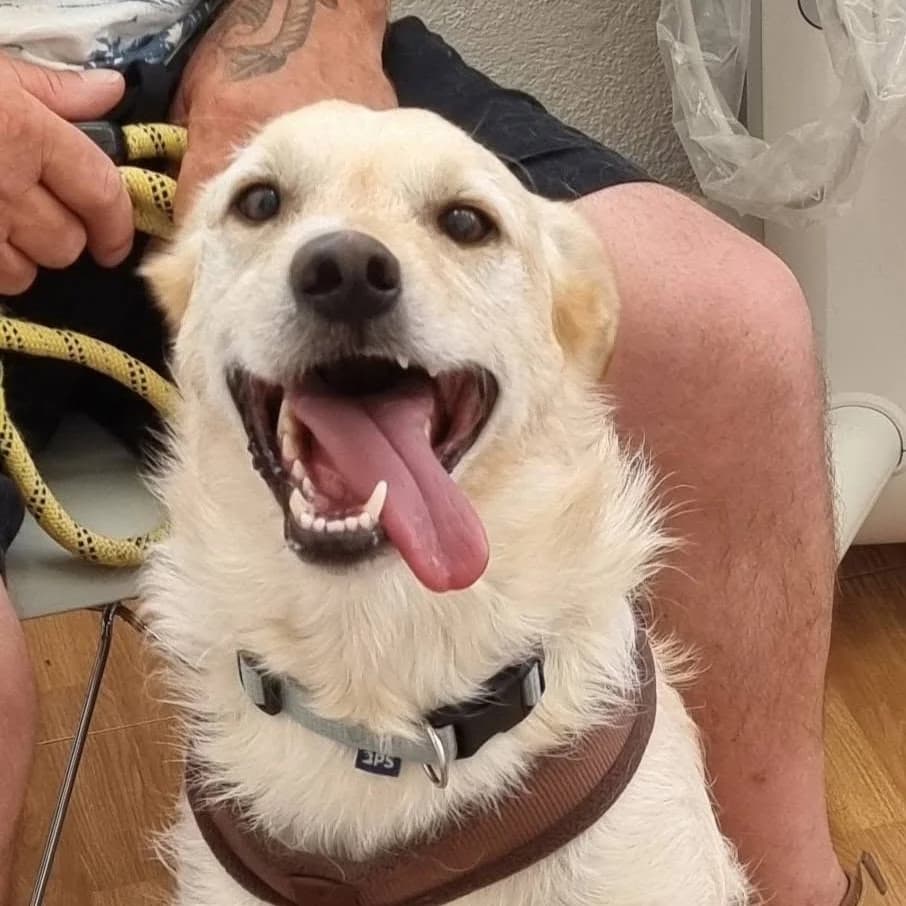 Finley, male young Mixed Breed for adoption at Barkinside Sanctuary