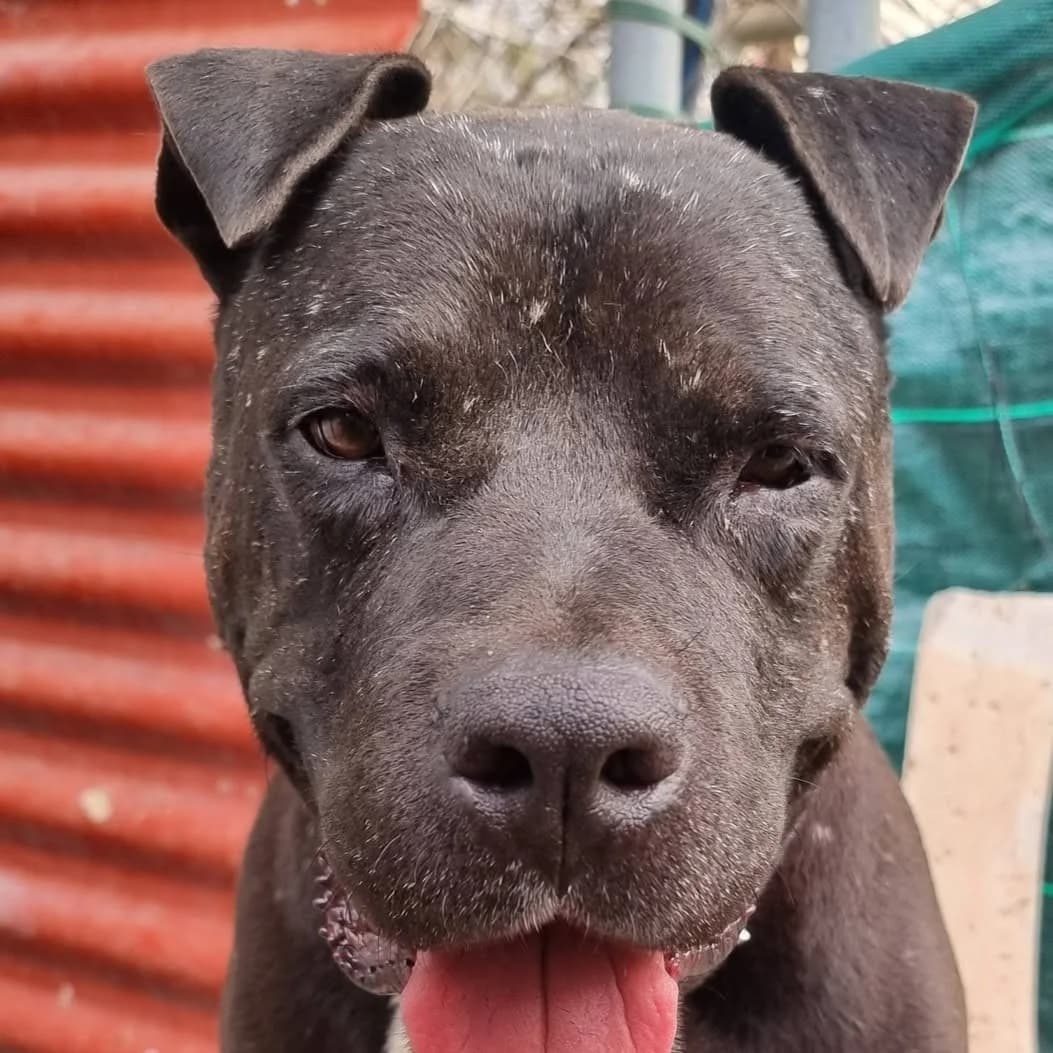 Rupert The Bear, male Mixed Breed for adoption at Barkinside Sanctuary