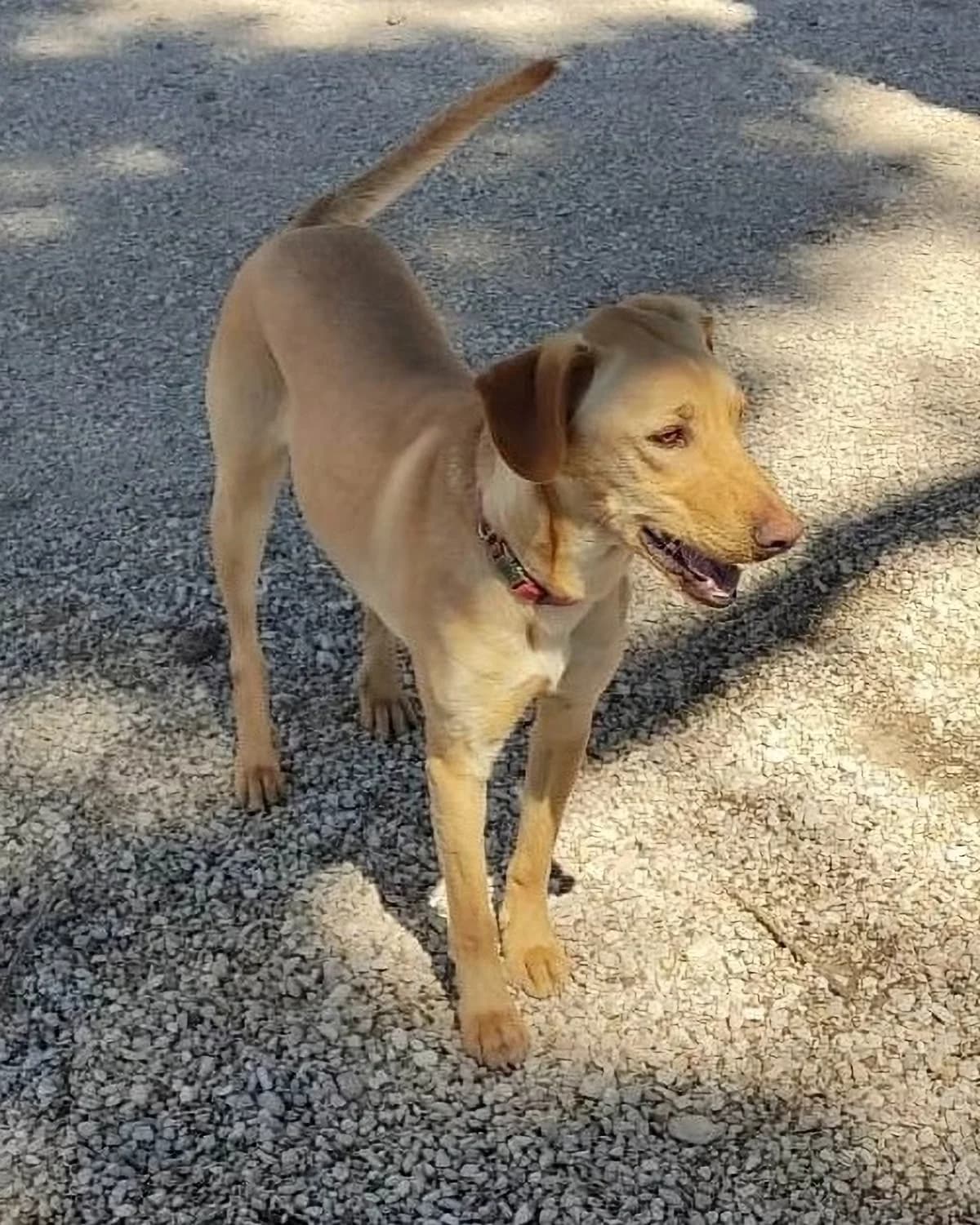 Archie, Mixed Breed for adoption at Barkinside Sanctuary