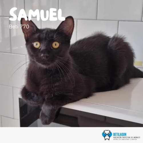 Samuel, Mixed Breed for adoption at Betilagun