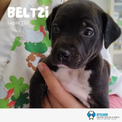 Beltzi, Mixed Breed for adoption at Betilagun