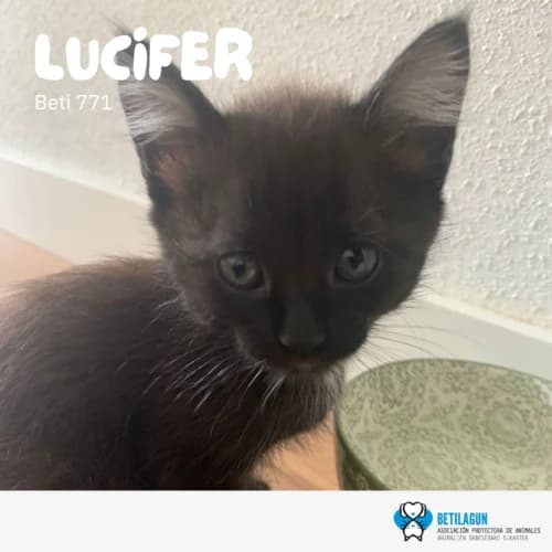 Lucifer, Mixed Breed for adoption at Betilagun