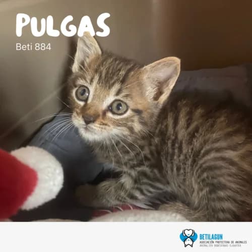 Pulgas –, Mixed Breed for adoption at Betilagun