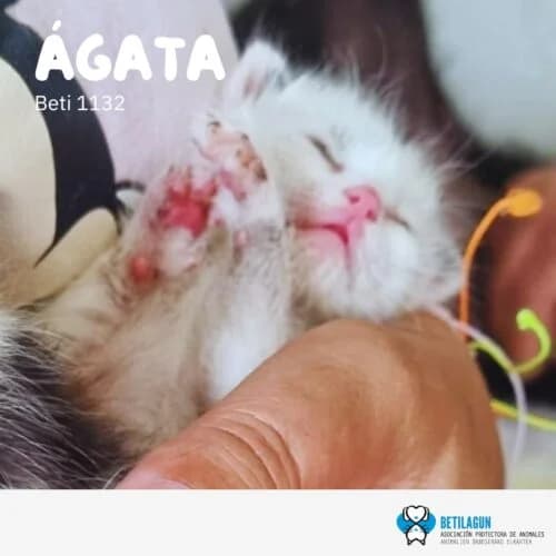 Ágata –, Mixed Breed for adoption at Betilagun