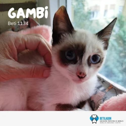 Gambi –, Mixed Breed for adoption at Betilagun