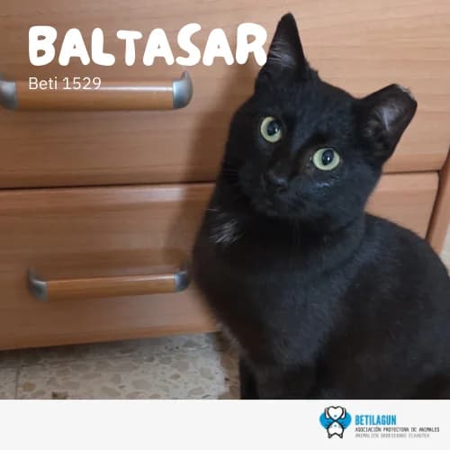 Baltasar –, Mixed Breed for adoption at Betilagun