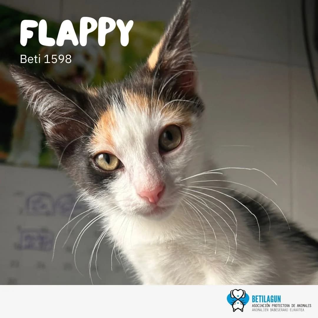 Flappy, Mixed Breed for adoption at Betilagun